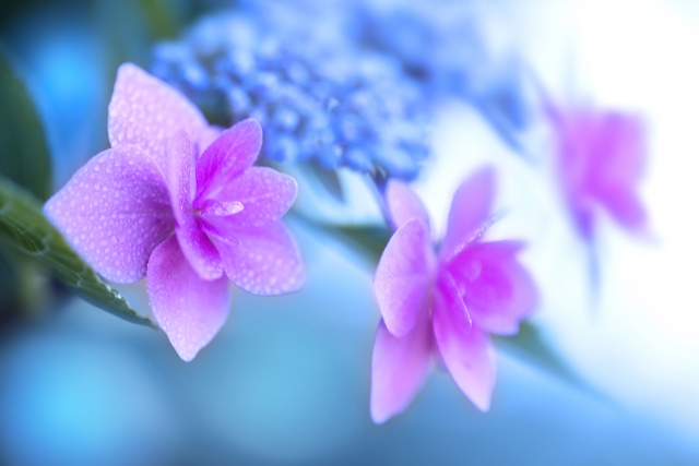 紫陽花の色