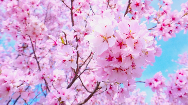 春色の桜